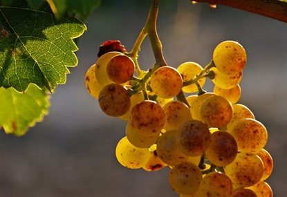 Picture of Bodega with 19 hectares of vineyard, Spain