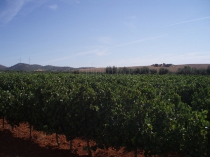 Picture of Bodega in Ribera de Duero, Spain