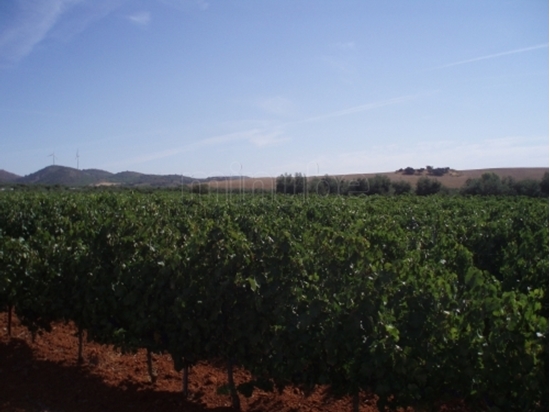 Picture of Bodega in Ribera de Duero, Spain